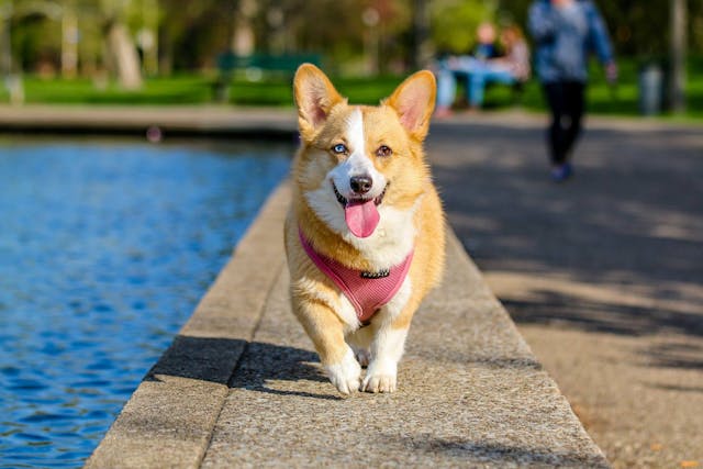 Vakantiepark met hond
