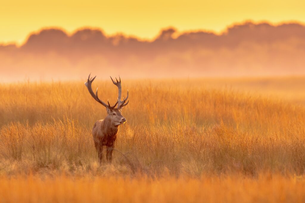 Herfstvakantie bij de Landal parken op de Veluwe