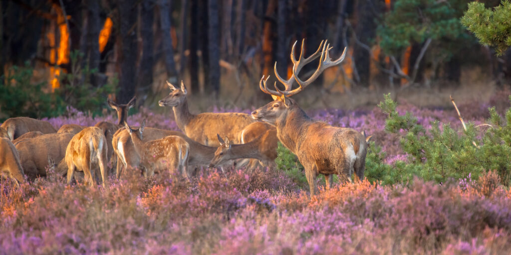 Herfstvakantie bij de Landal parken op de Veluwe: wild spotten, wandelen en knusse huisjes