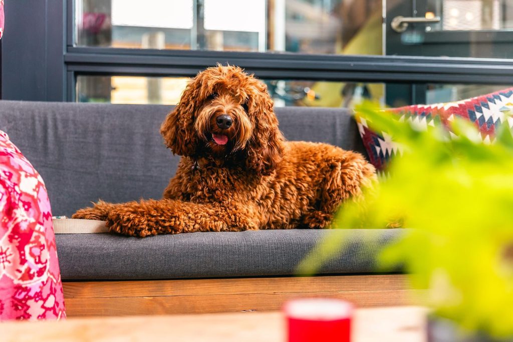 EuroParcs De Hooge Veluwe honden