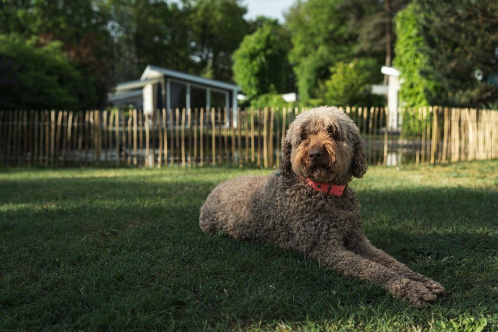 Park Berkenrhode honden