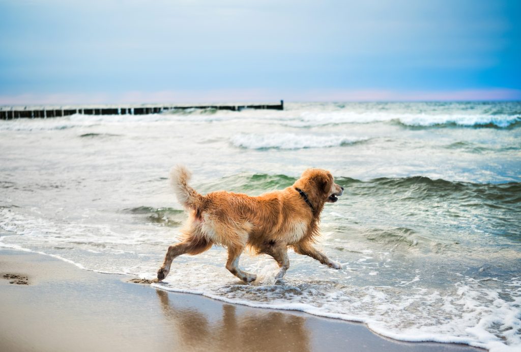 Park Hoogduin honden