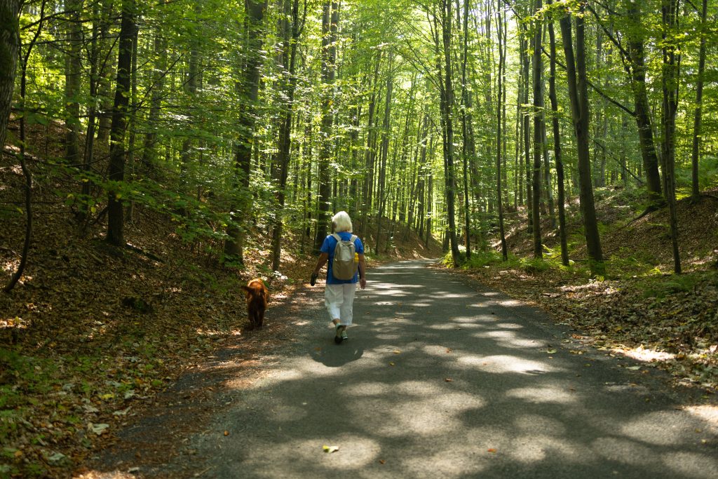 RCN Het Grote Bos honden